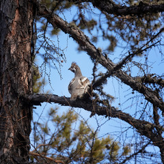 Male grouse in a tree