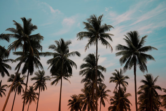 Coconut palm trees - Tropical summer breeze holiday, Vintage tone effect
