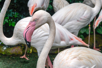 White and pinky Greater Flamingos