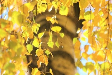 yellow autumn leaves
