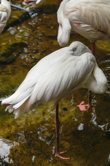 White and pinky Greater Flamingos