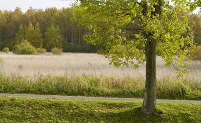 Naklejka premium Tree growing by the road.