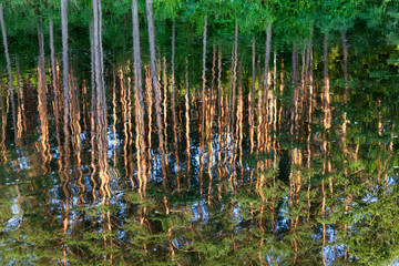 reflection in the water