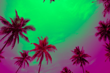 Fototapeta na wymiar Coconut palm trees - Tropical summer beach holiday, Color fun tone