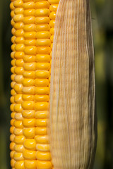 yellow corn cob