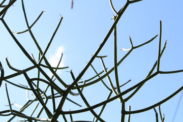 Leaf Blue Sky