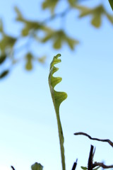 Leaf Blue Sky