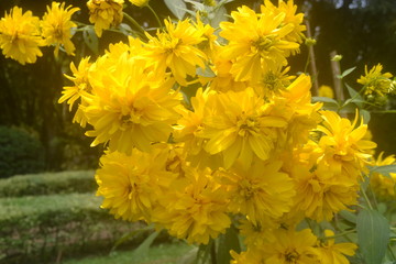 Yellow flowers