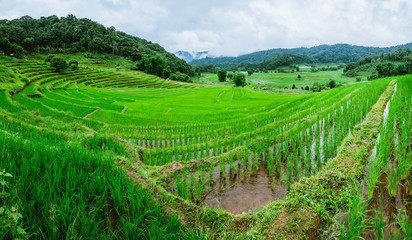 Fototapeta na wymiar Travel Rainy Season landscape of rice field at Phamon Bamboo Pink House Chiangmai Thailand.