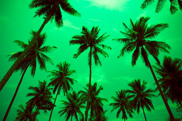 Coconut palm trees - Tropical summer breeze holiday, Color fun tone