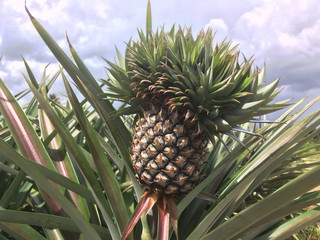 Obraz premium Pineapple in the garden with clouds and bright sky.