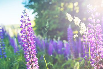 Lupins in the woods in the morning.