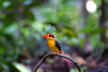 Black-backed or Oriental dwarf kingfisher (Ceyx erithaca) colorful birds  on wooden curve branch in breeding season at Kaeng krachan national park, Thailand