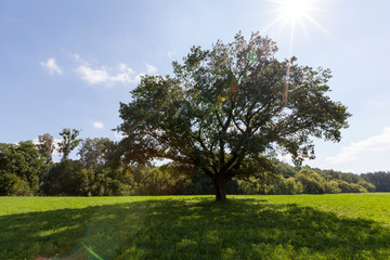 oak with a wide crown