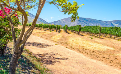 Grape vine rows in a vineyard on a very hot summers day in Western Cape South Africa