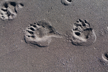 Bear paw prints in the sand, Lost Coast, California
