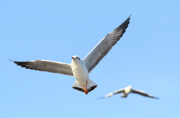 Seagull flying in the blue sky.