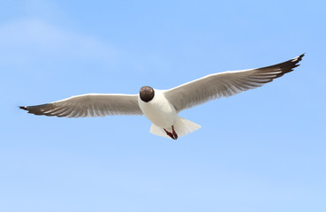 Seagull flying in the blue sky.