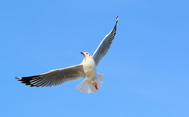 Seagull flying in the blue sky.