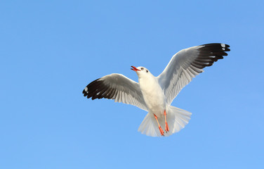 Seagull flying in the blue sky.