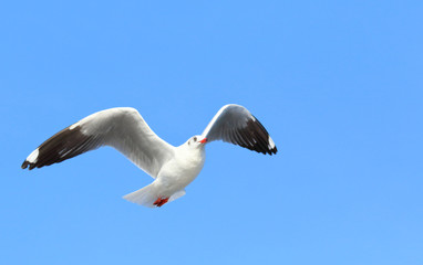 Seagull flying in the blue sky.
