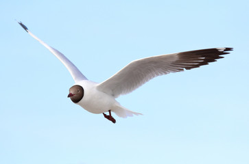 Seagull flying in the blue sky.