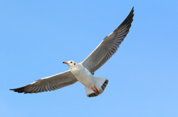 Obraz premium Seagull flying in the blue sky.