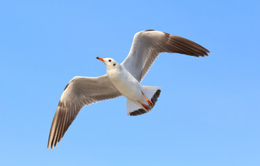 Seagull flying in the blue sky.