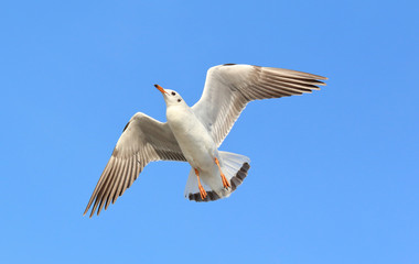 Seagull flying in the blue sky.