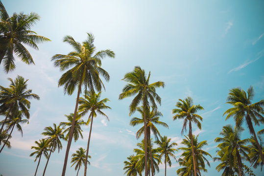 Coconut palm trees in sunny day - Tropical aloha summer beach holiday vacation concept, Color fun tone