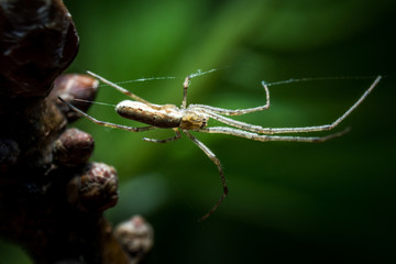 spider on net macro