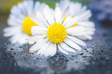 Naklejka premium Daisy flowers reflection