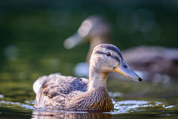 The mallard or wild duck