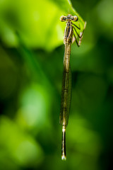 Dragonfly on grass