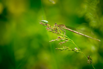 Dragonfly on grass