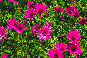 flowers background