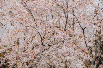 Beautiful cherry blossom or sakura in spring time over sky. Kawakuchiko, Japan.