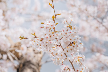 Beautiful cherry blossom or sakura in spring time over sky. Kawakuchiko, Japan.
