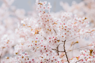 Beautiful cherry blossom or sakura in spring time over sky. Kawakuchiko, Japan.