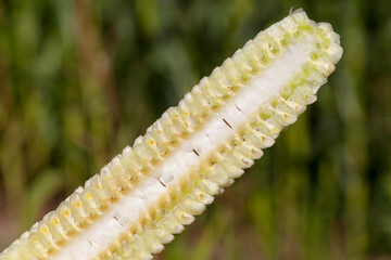 corn cob cut along