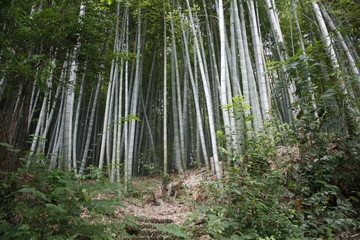 Fototapeta na wymiar japanese forest