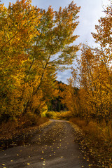 A Beautiful Autumn Drive in the Colorado Mountains with Gold Aspen Trees