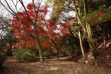 Naklejka premium autumn in the park