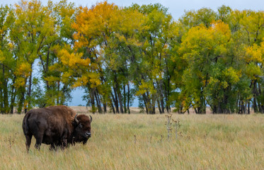 Fototapeta na wymiar A Bison Grazing on the Prairie with Fall Colors in the Background