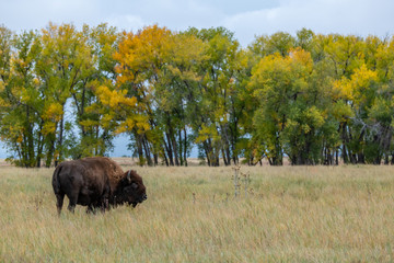 A Bison Grazing on the Prairie with Fall Colors in the Background