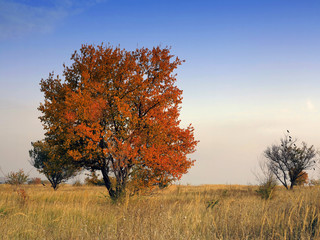 Red autumn maple tree