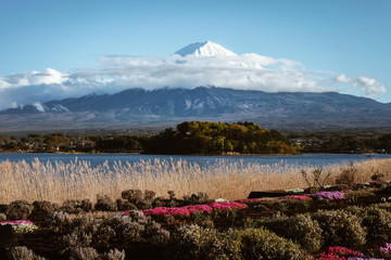 the flower and grass with fuji mountain at Oishi Park, Kawaguchiko, yamanachi, japan