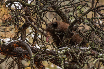 A Black Bear Cub Sticking its Tongue Out