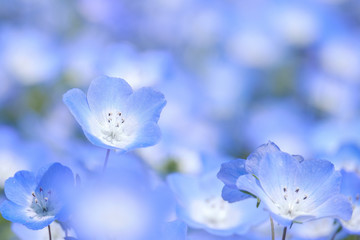 Closeup of the Nemophila Flowers or Baby Blue Eye Flowers at the Hitachi Seaside Park in  Ibaraki, Japan. 