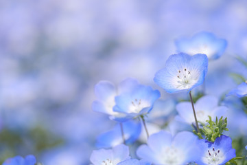 Closeup of the Nemophila Flowers or Baby Blue Eye Flowers at the Hitachi Seaside Park in  Ibaraki, Japan. 